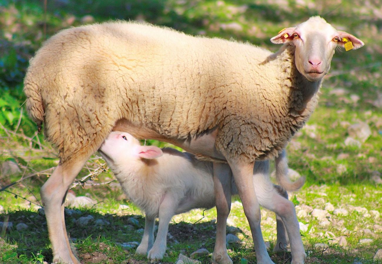 Finca in Muro - 160 Villa Can Butxaquí ETV/13739 by Mallorca Charm Finca in Muro - 160 Villa Can Butxaquí ETV/13739 by Mallorca Charm