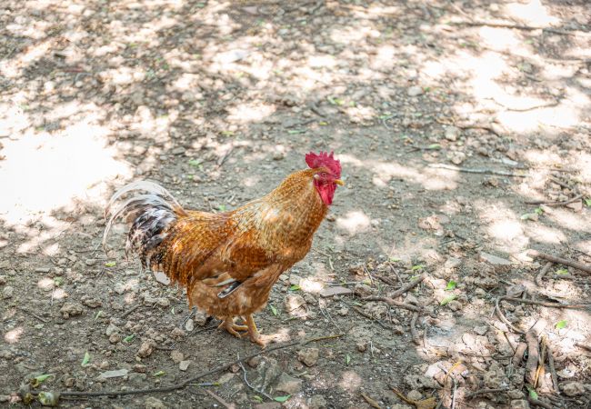 Gîte Rural à Inca - Sunset Ecofinca Can Vey Gîte Rural à Inca - Sunset Ecofinca Can Vey