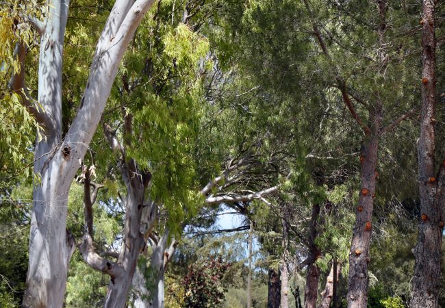 Gîte Rural à Inca - Sunset Ecofinca Can Vey Gîte Rural à Inca - Sunset Ecofinca Can Vey