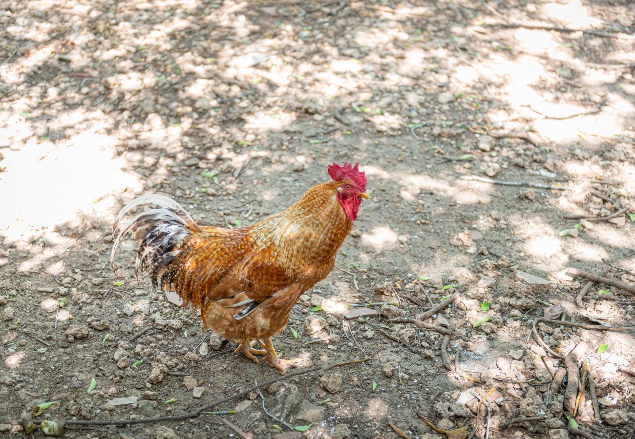 Gîte Rural à Inca - Sunset Ecofinca Can Vey Gîte Rural à Inca - Sunset Ecofinca Can Vey