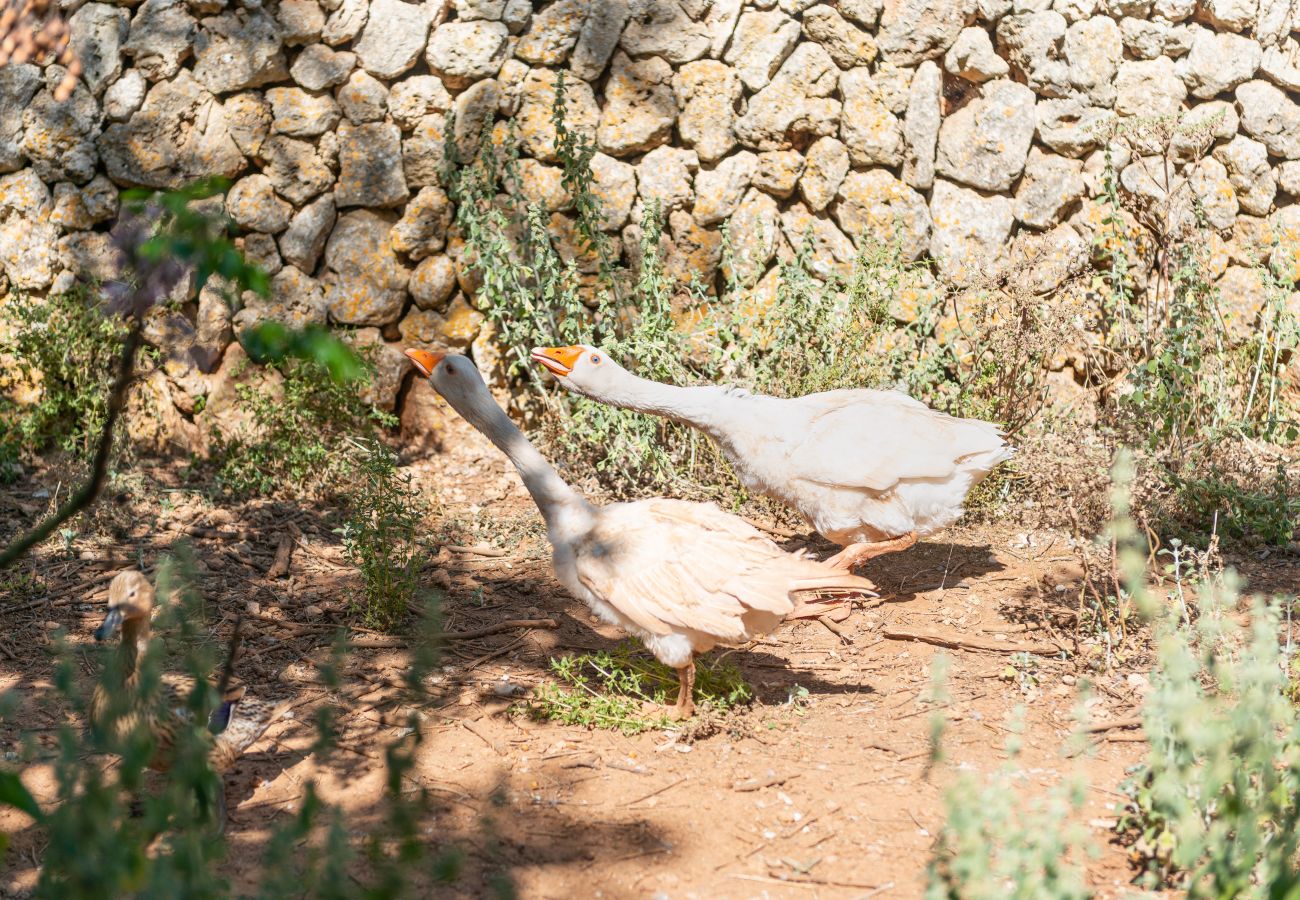 Gîte Rural à Inca - Sunset Ecofinca Can Vey Gîte Rural à Inca - Sunset Ecofinca Can Vey